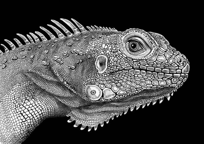 Detailed Animal Drawings Using Only Ink » TwistedSifter