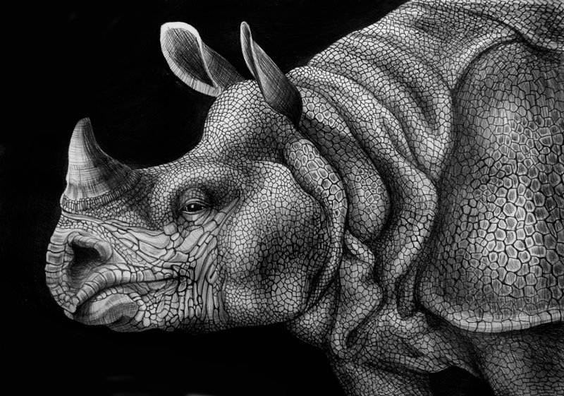 highly detailed pen and ink animal illustrations by tim jeffs 4 Samuel Gomez Draws a 90 Square Foot Masterpiece