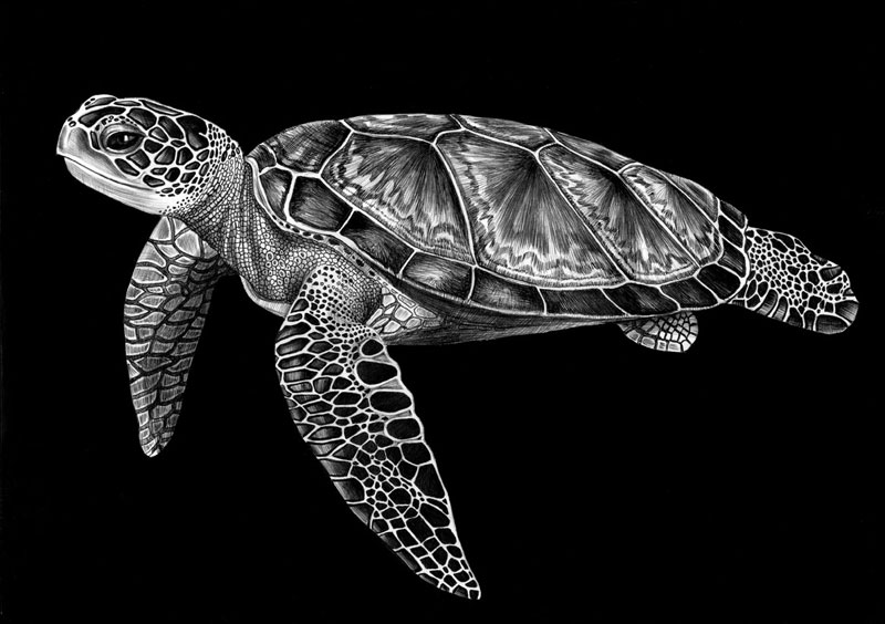 Detailed Animal Drawings Using Only Ink » TwistedSifter
