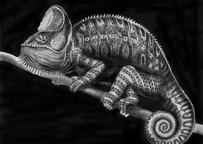 highly detailed pen and ink animal illustrations by tim jeffs (8)