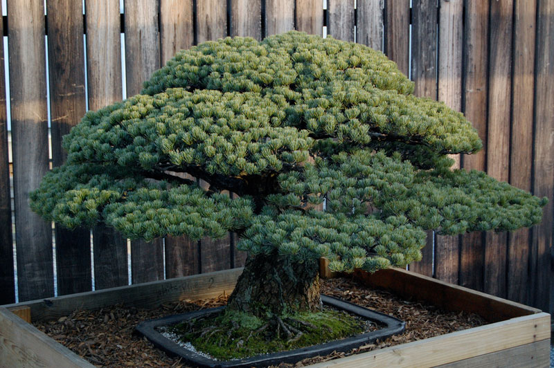 japanese white pine bonsai masaru yamaki us bicentennial (3)