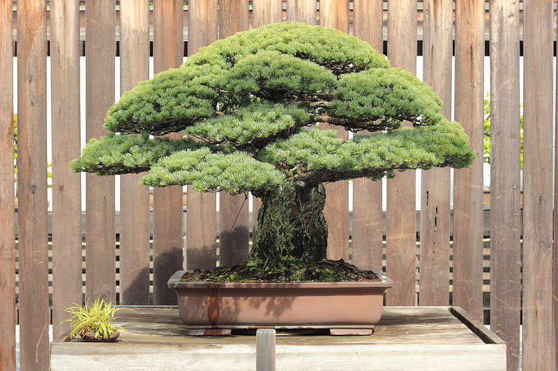 japanese white pine bonsai masaru yamaki us bicentennial (4)
