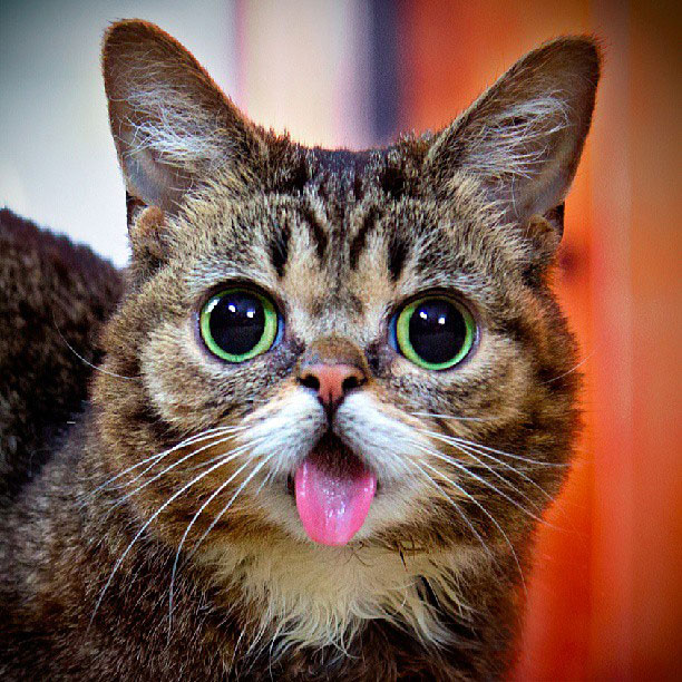 lil bub the cat sticks tongue out (1)