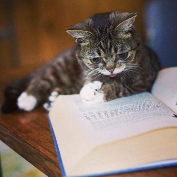 lil bub the cat sticks tongue out (10)