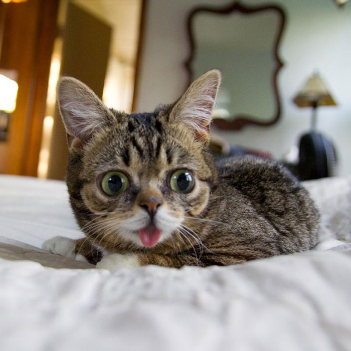 lil bub the cat sticks tongue out (2)