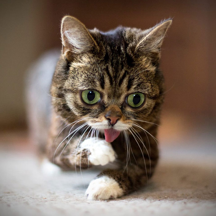 lil bub the cat sticks tongue out (3)