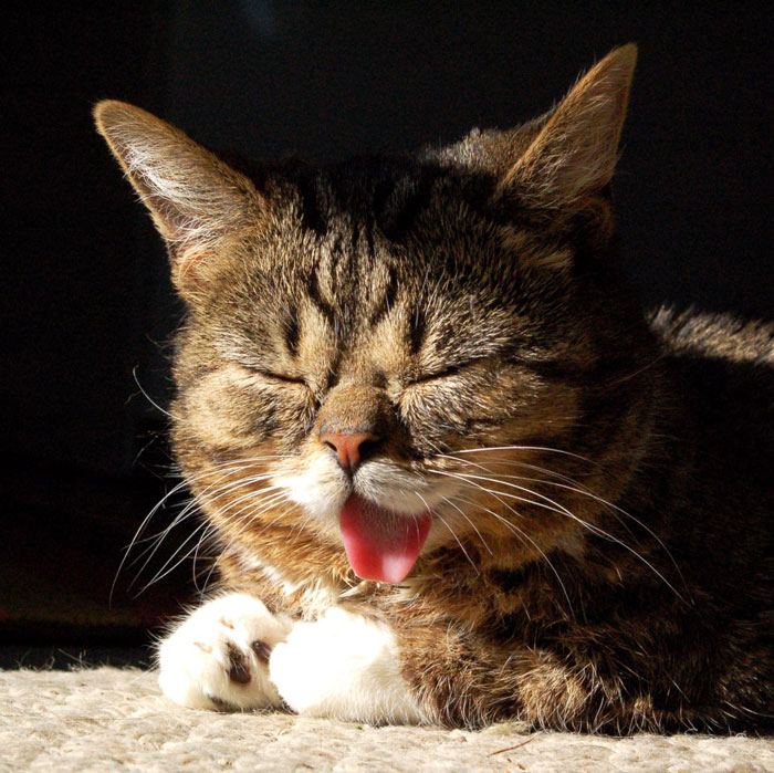 lil bub the cat sticks tongue out (4)