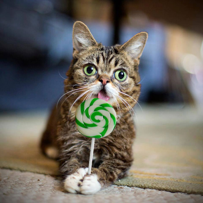 lil bub the cat sticks tongue out (5)