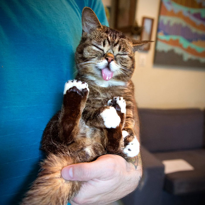 lil bub the cat sticks tongue out (6)