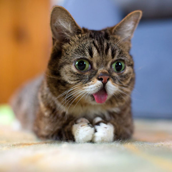 lil bub the cat sticks tongue out (7)
