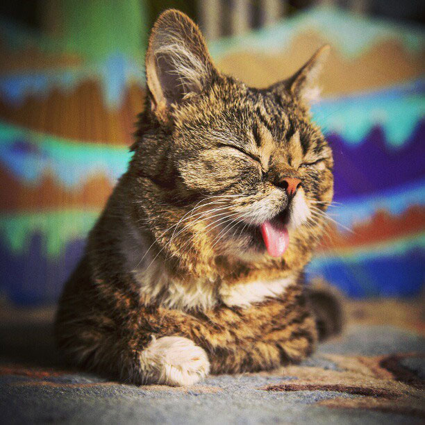 lil bub the cat sticks tongue out (9)