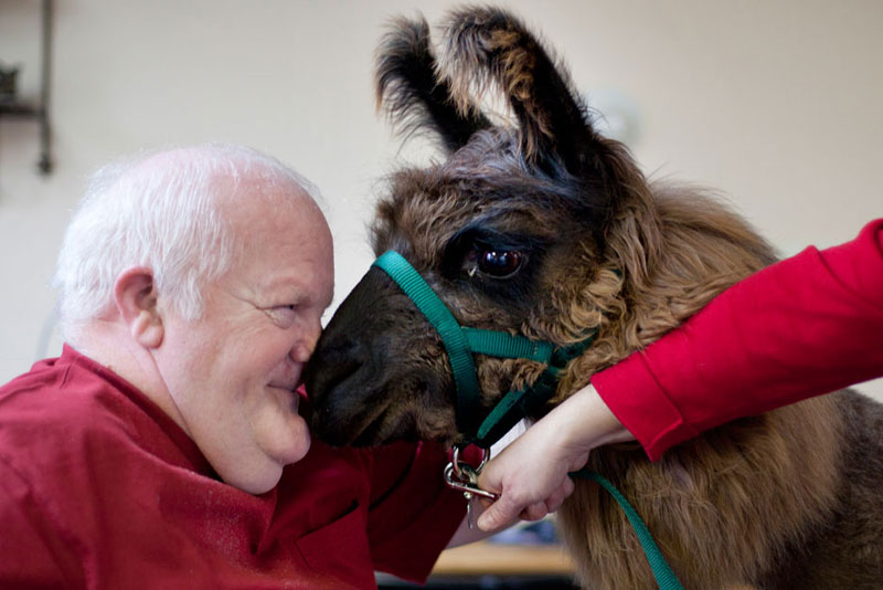therapy llamas bring smiles to sick and elderly jen osborne colors magazine (1)