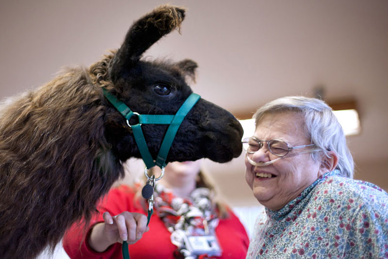 therapy llamas bring smiles to sick and elderly jen osborne colors magazine (3)