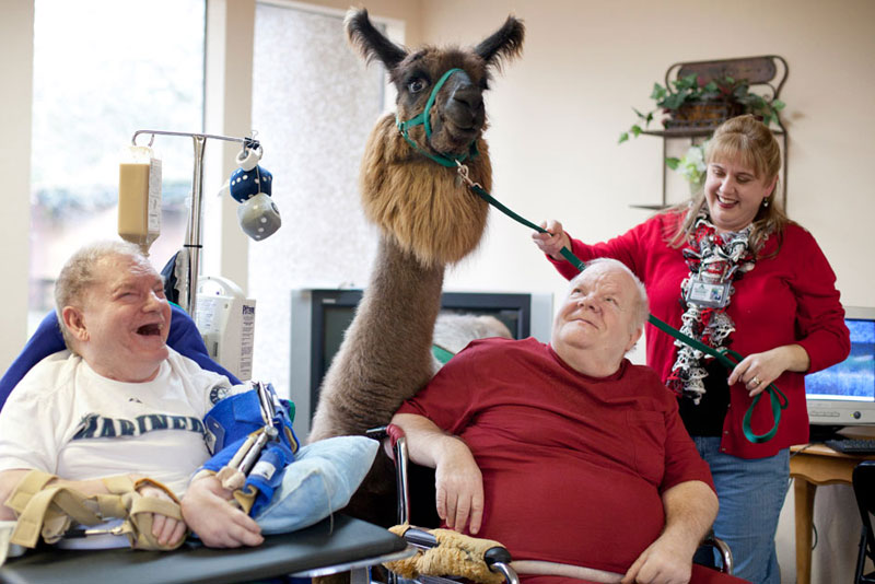 therapy llamas bring smiles to sick and elderly jen osborne colors magazine 4 This Old Soul Acclimates Kittens to Dogs to Increase Their Chances of Adoption
