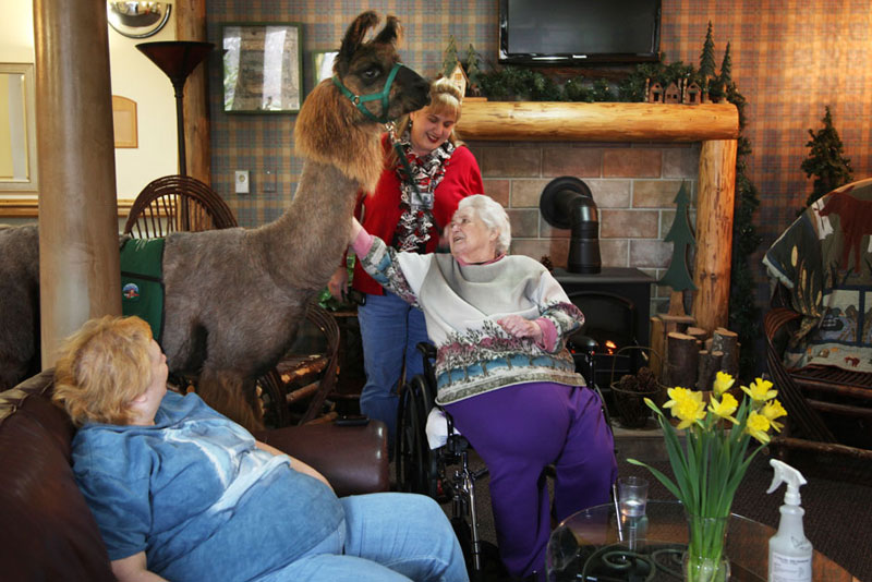 therapy llamas bring smiles to sick and elderly jen osborne colors magazine (5)