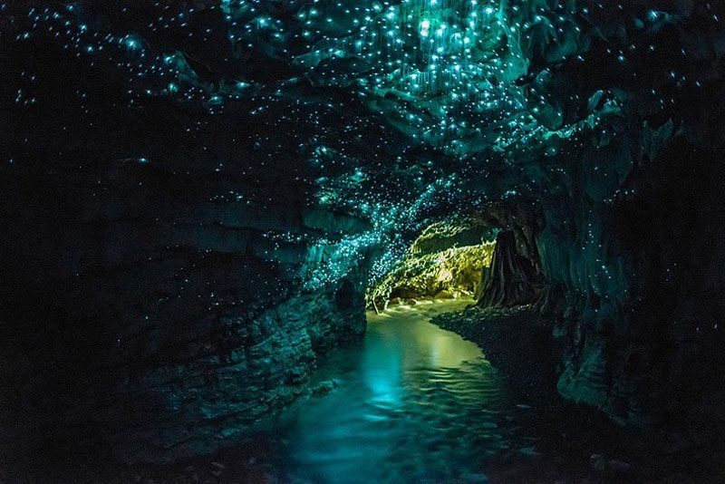 Waitomo Glowworm Caves north island new zealand