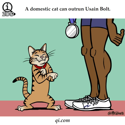 cat faster than usain bolt science facts animated gifs