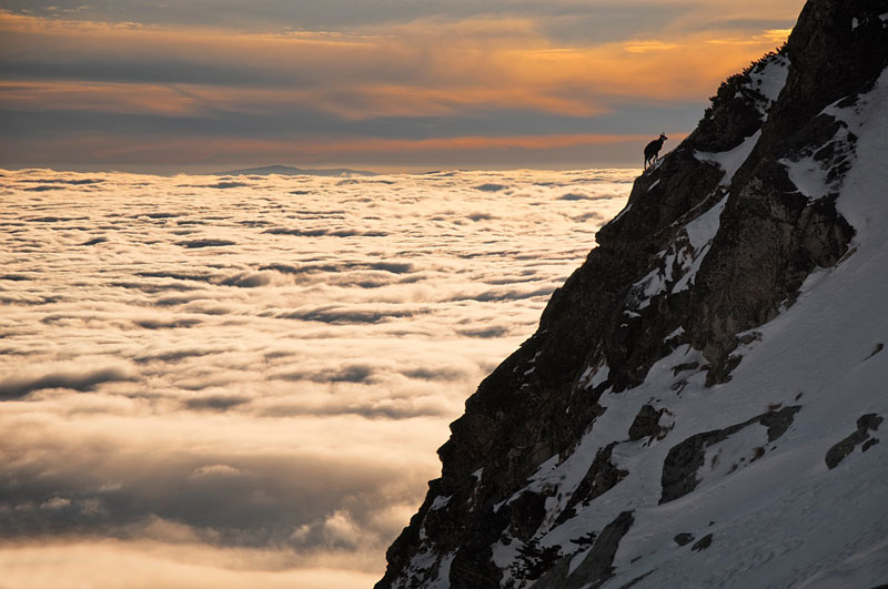 chamois above clouds high tatras slovakia Picture of the Day: Lone Chamois Above the Clouds