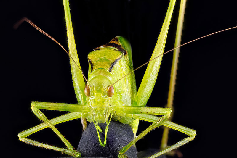 detailed macro close ups of arthropods by usgs (14)