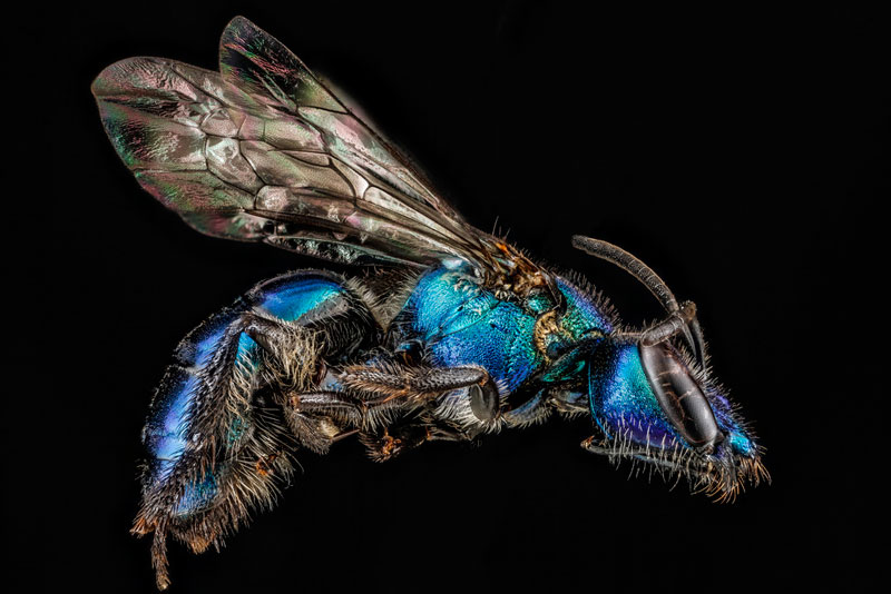 detailed macro close ups of arthropods by usgs (19)