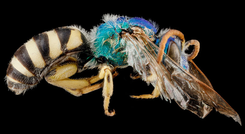 detailed macro close ups of arthropods by usgs (20)