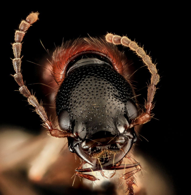 detailed macro close ups of arthropods by usgs (28)