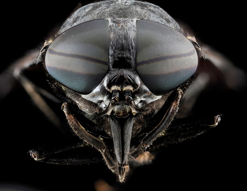 detailed macro close ups of arthropods by usgs (3)