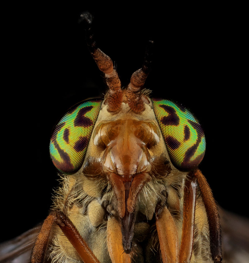 detailed macro close ups of arthropods by usgs (35)