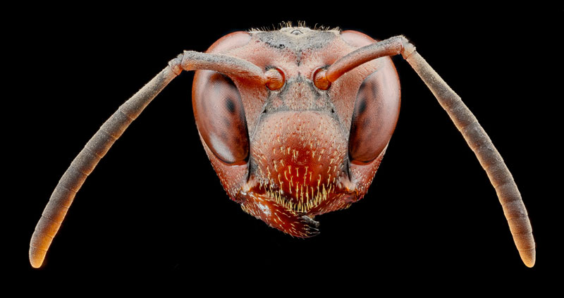 detailed macro close ups of arthropods by usgs (37)
