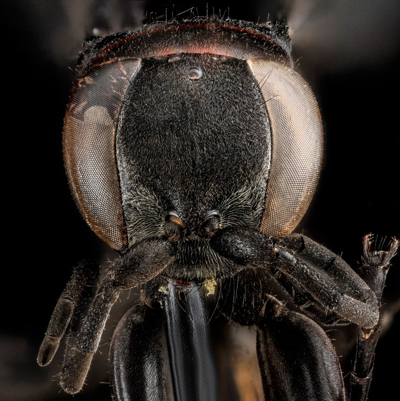 detailed macro close ups of arthropods by usgs (39)