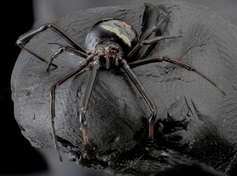 detailed macro close ups of arthropods by usgs (8)