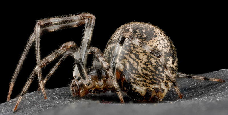 detailed macro close ups of arthropods by usgs (9)
