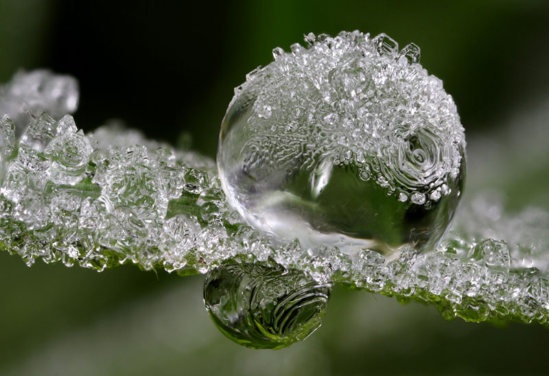 frozen dew drop Picture of the Day: Frozen Dew Drops