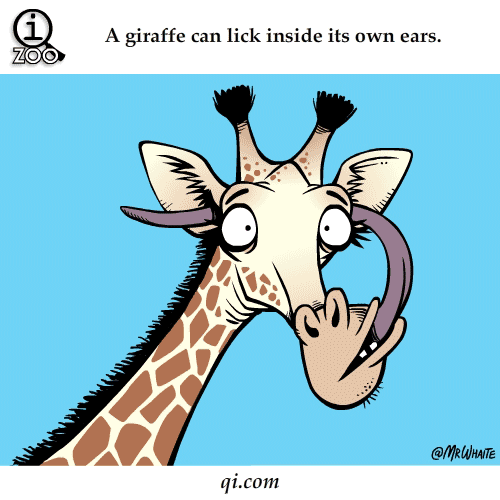 giraffe can lick inside its own ears