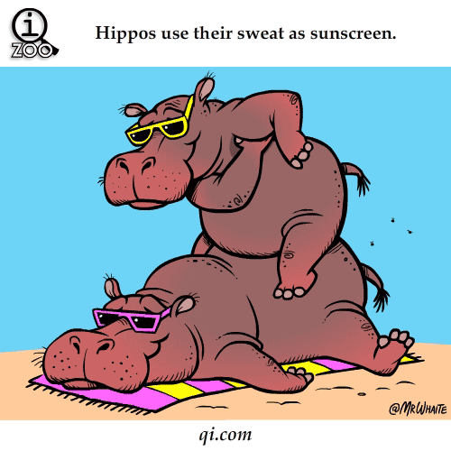 hippos use sweat as suncreen