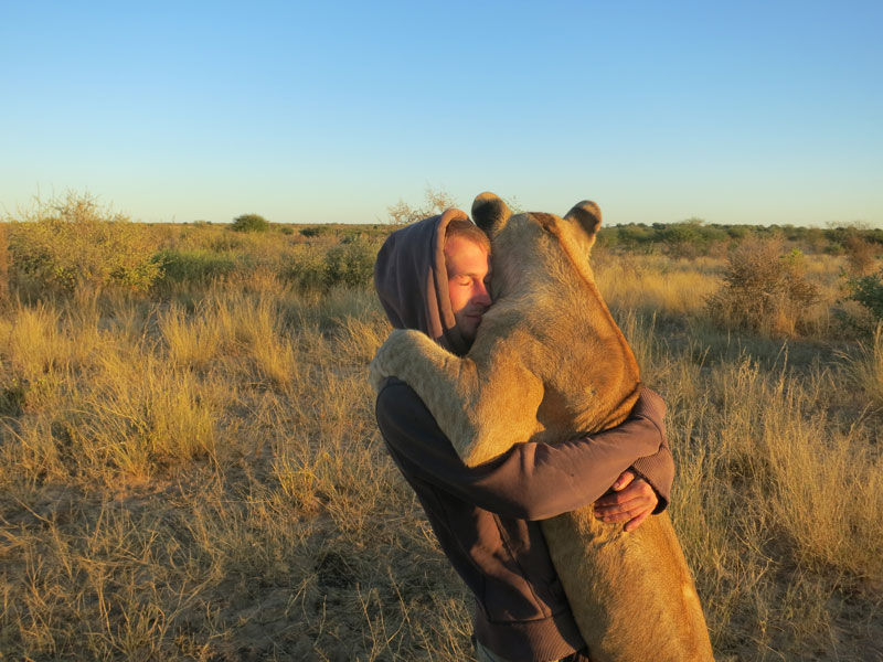 lion whisperers modisa botswana by nicolai frederk bonnen rossen 3 So Apparently Theres a Fox Sanctuary in Japan