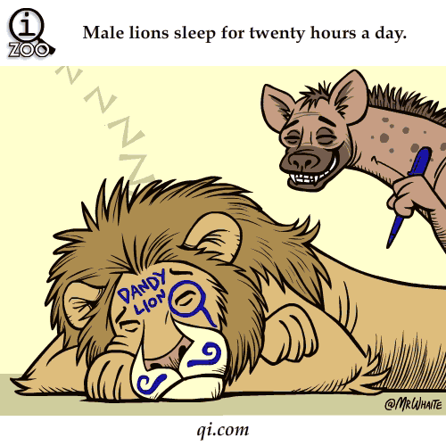 male lions sleep 20 hours a day science facts animated gifs