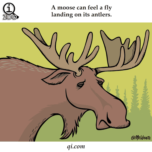 moose can feel fly on antlers science facts animated gifs