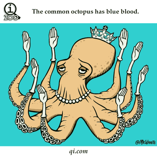 octopus have blue blood science facts animated gifs