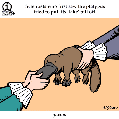 platypus fake bill science facts animated gifs