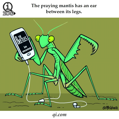praying mantis ear between legs science facts animated gifs