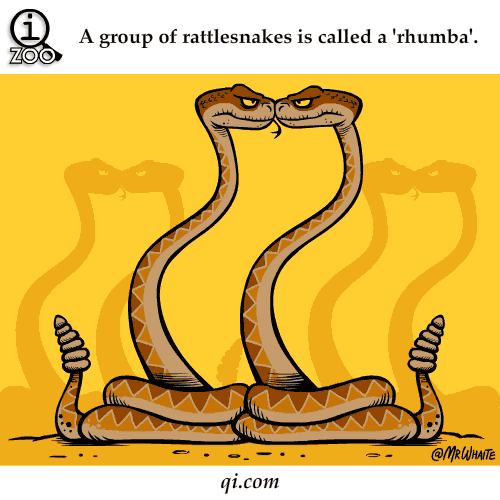 rattlesnake rhumba science facts animated gifs