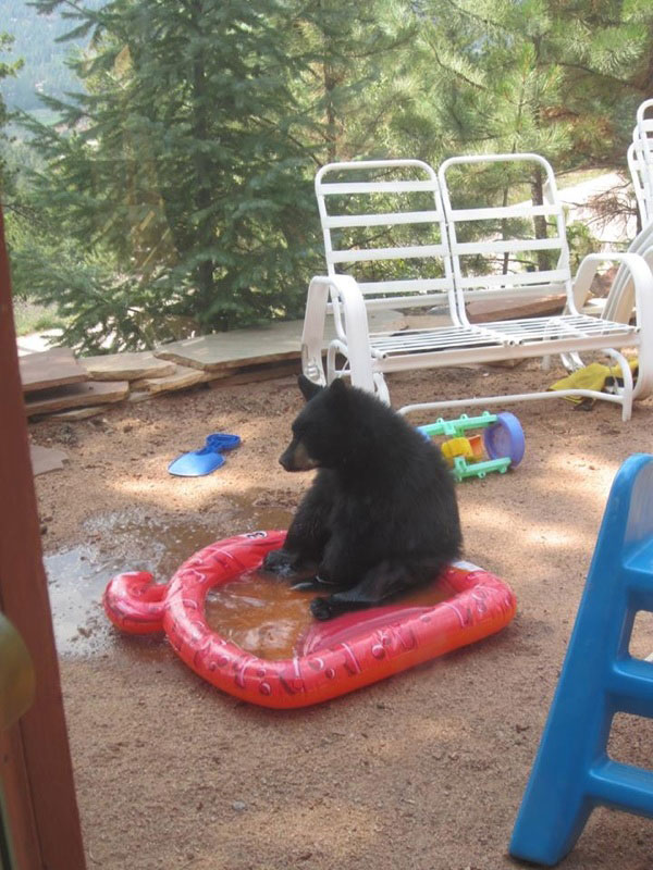 sad bear in wading pool The Shirk Report   Volume 231