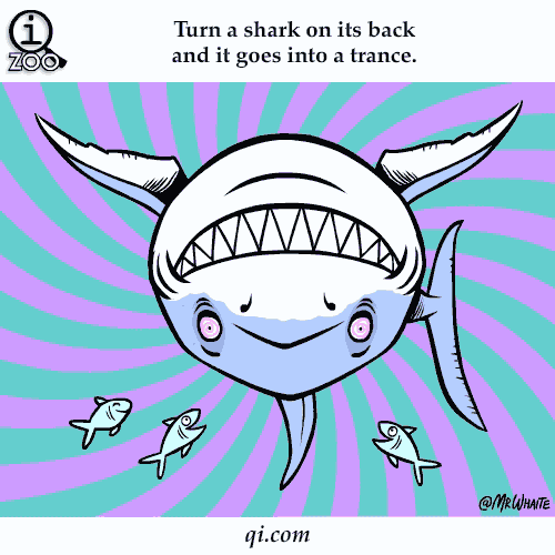 turn shark on back and it goes into trance science facts animated gifs