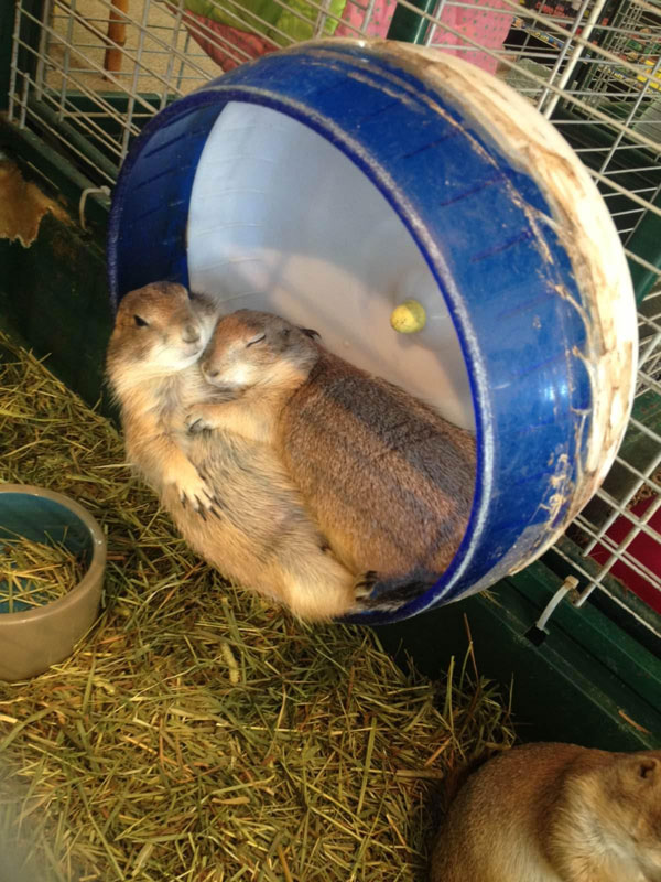 two prairie dogs cuddling on wheel The Shirk Report   Volume 230
