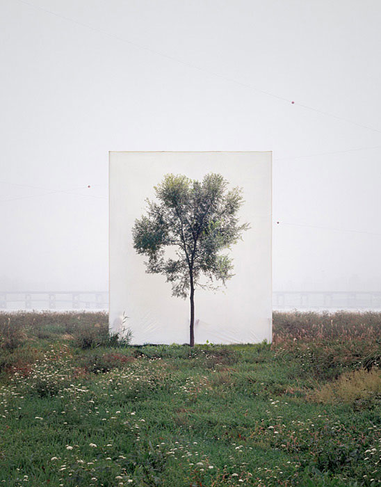 white canvas backdrops behind trees myoung ho lee (10)