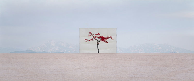 white canvas backdrops behind trees myoung ho lee (6)