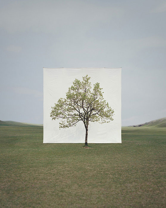 white canvas backdrops behind trees myoung ho lee (9)