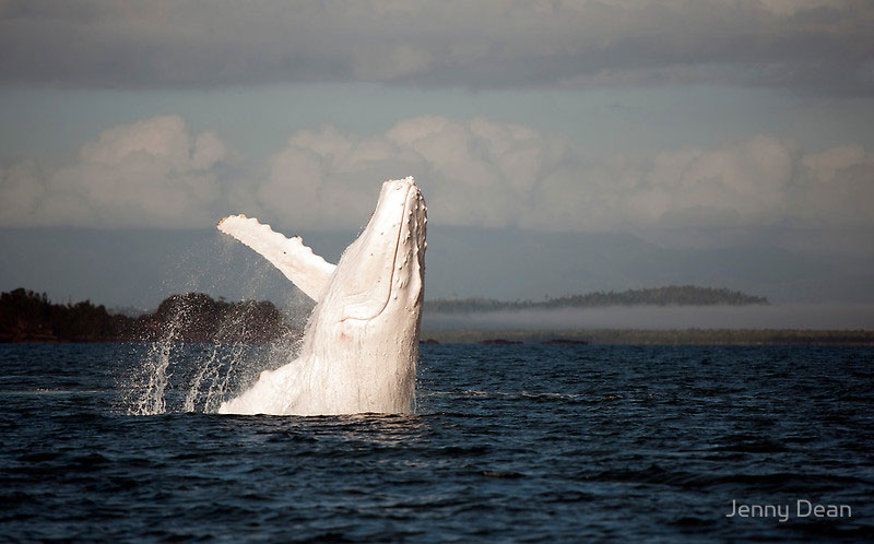 white humpback whale albino migaloo Picture of the Day: An Albino Humpback Whale