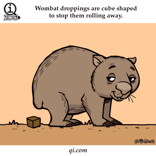 wombat poo cubes science facts animated gifs